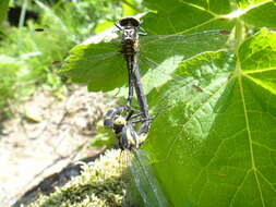 Image of Lanthus fujiacus (Fraser 1936)