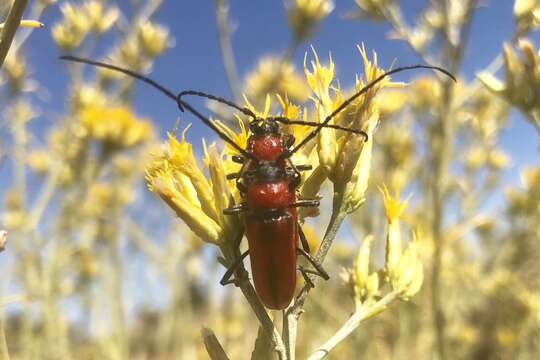 Imagem de Crossidius coralinus ascendens Linsley 1957