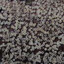 Image of Lachnellula rhopalostylidis (Dennis) Korf 1977