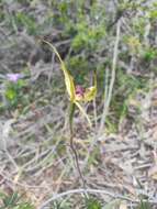 Image of Caladenia leptochila Fitzg.