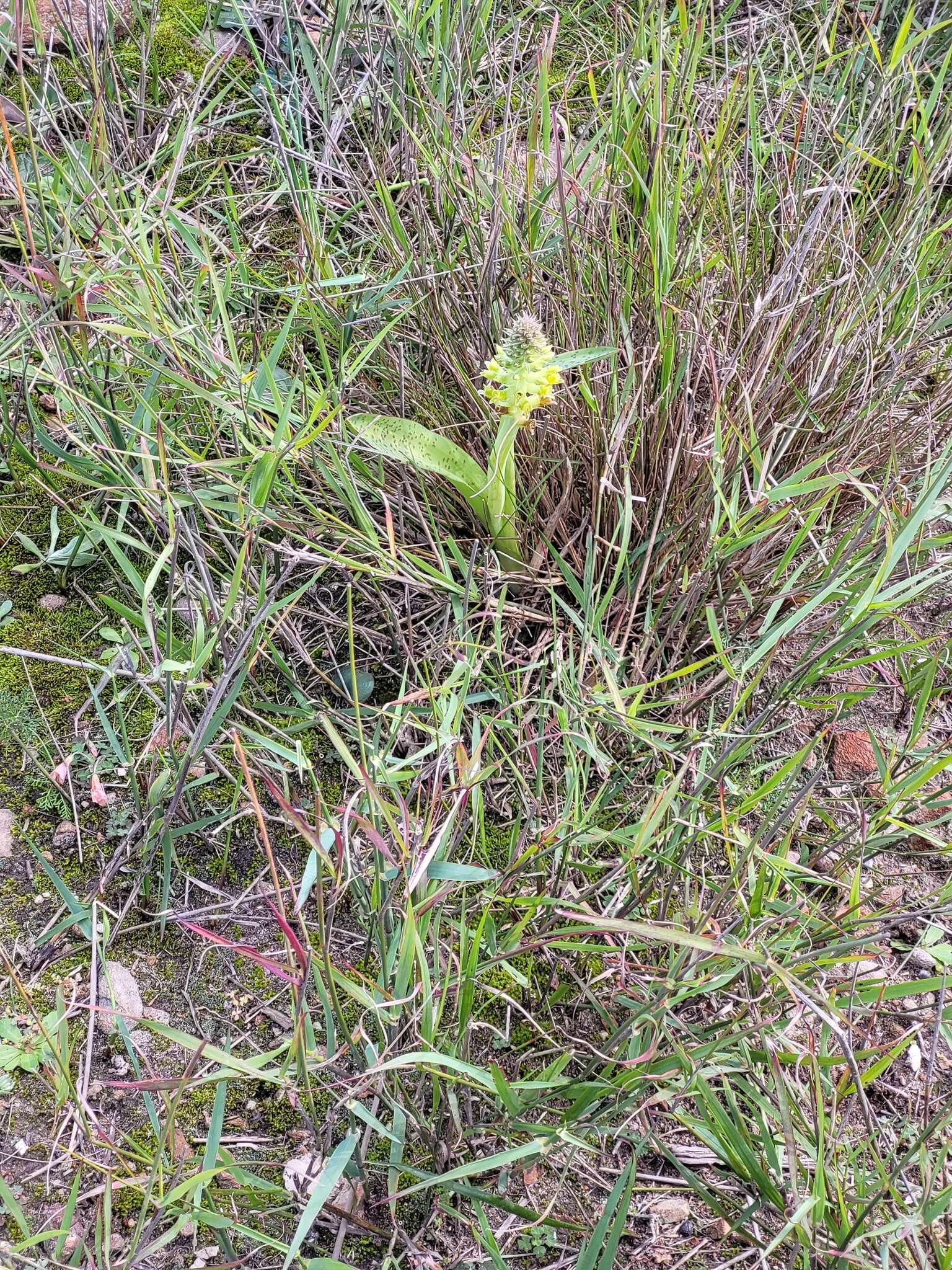 Image of Lachenalia orchioides (L.) Aiton