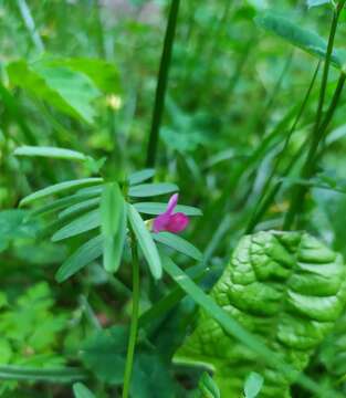 Image of Vicia sativa subsp. segetalis (Thuill.) Celak.