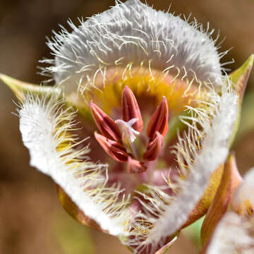 Calochortus coxii M. R. Godfrey & Callahan resmi