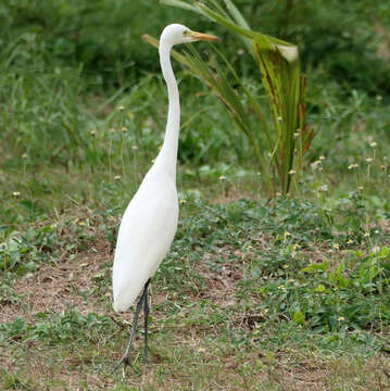 Image of Ardea intermedia intermedia Wagler 1829