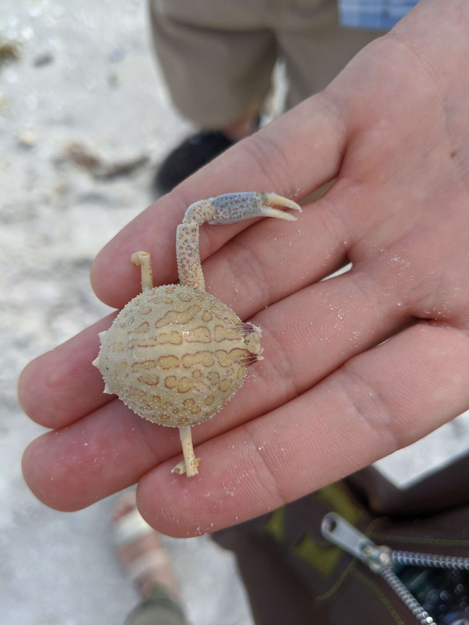 Image of Mottled Purse Crab