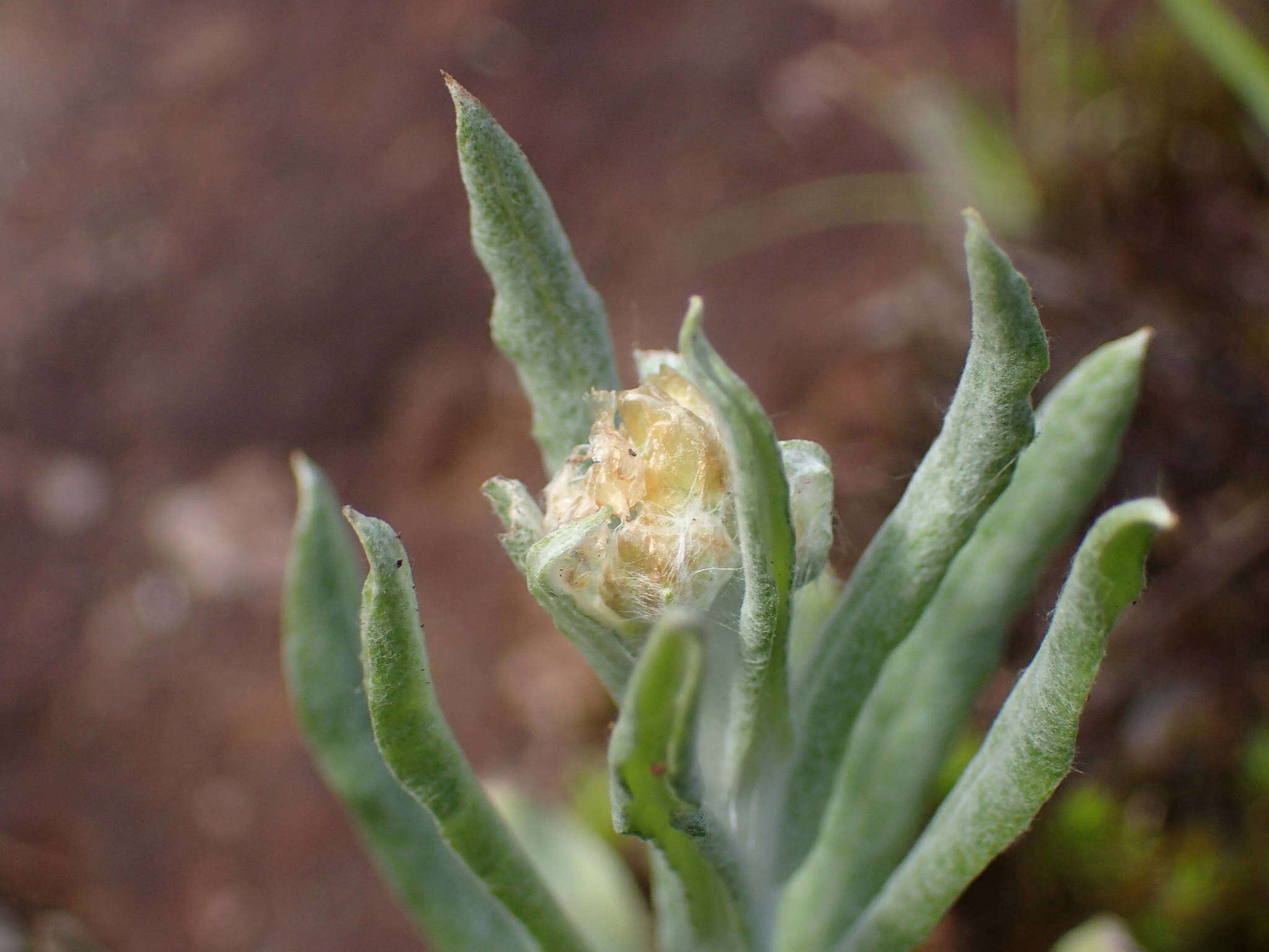 Plancia ëd Gnaphalium polycaulon Pers.