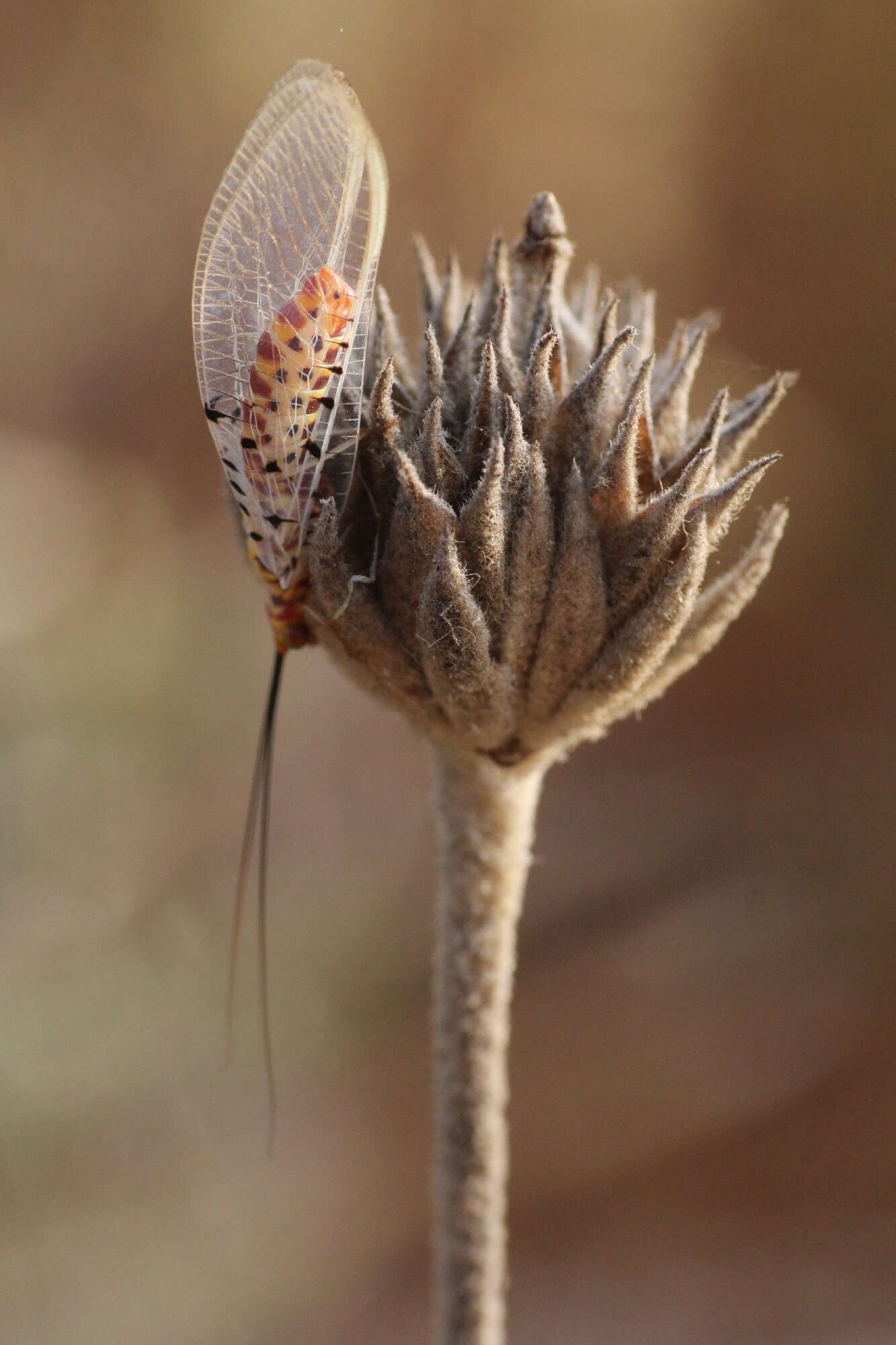 Image of Italochrysa stigmatica (Rambur 1838)