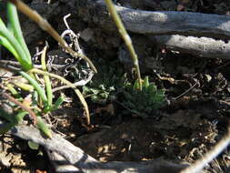 Image of Haworthia herbacea (Mill.) Stearn