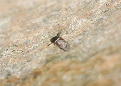 Image of two-toothed door snail