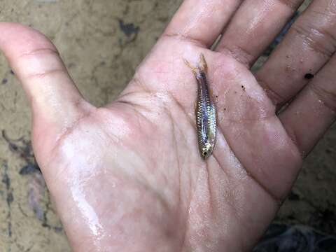 Слика од Rasbora einthovenii (Bleeker 1851)