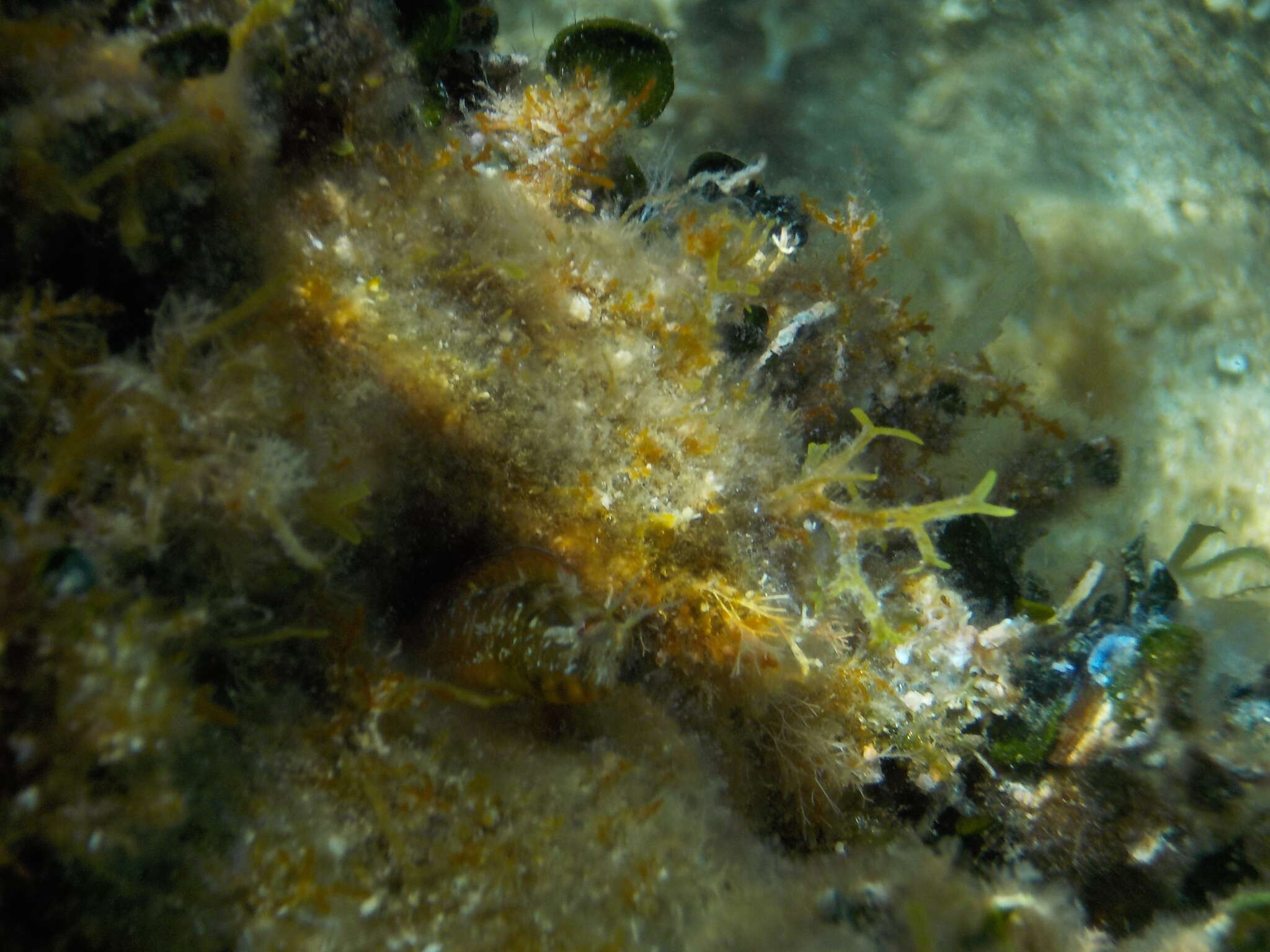 Image of Mystery blenny