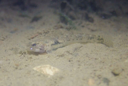 Image of Masago snubnose goby