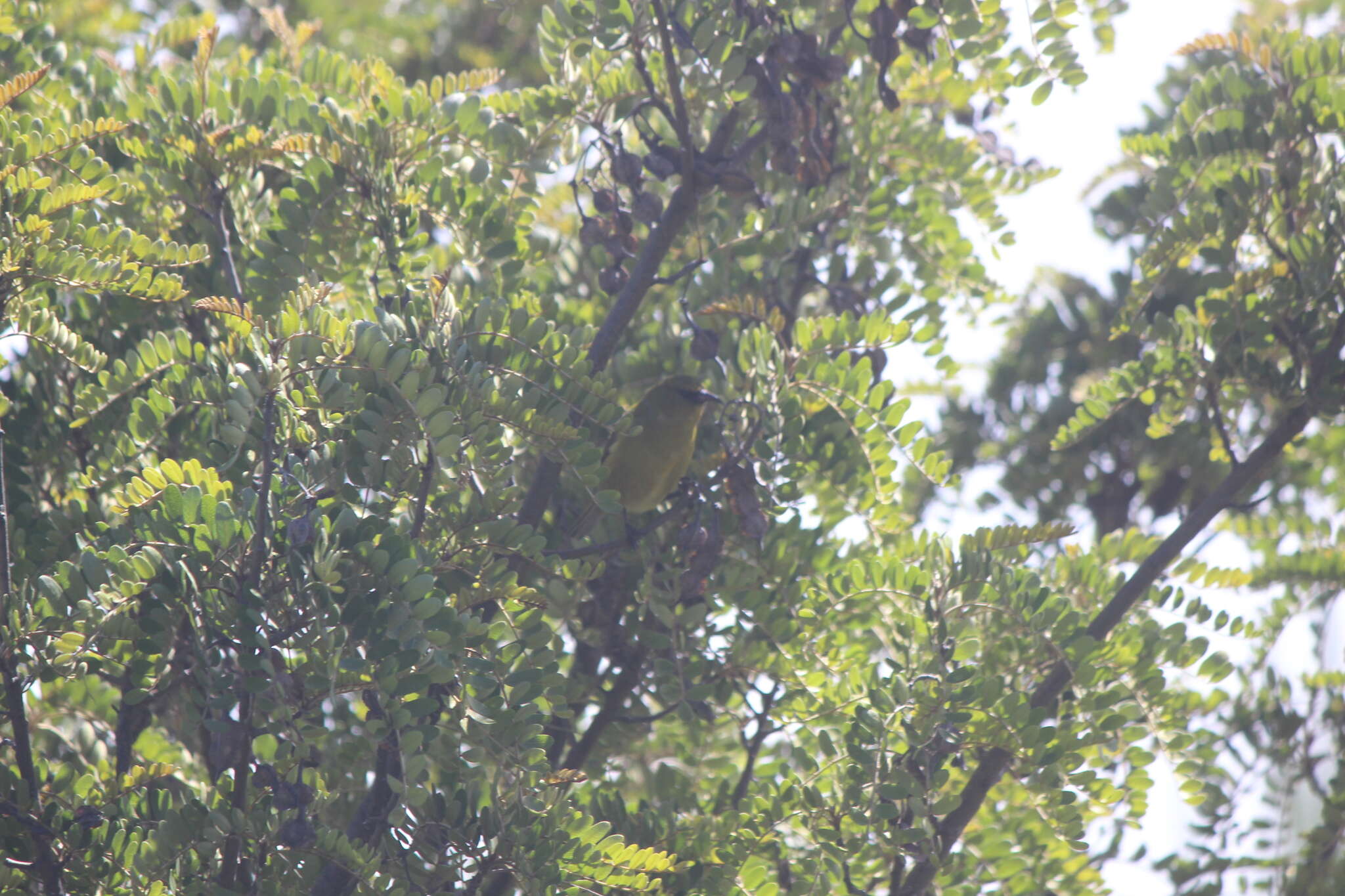 Chlorodrepanis virens wilsoni (Rothschild 1893)的圖片