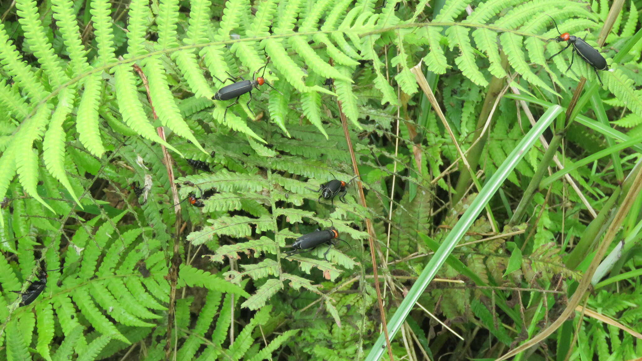 Image of Epicauta hirticornis (Haag-Rutenburg 1880)