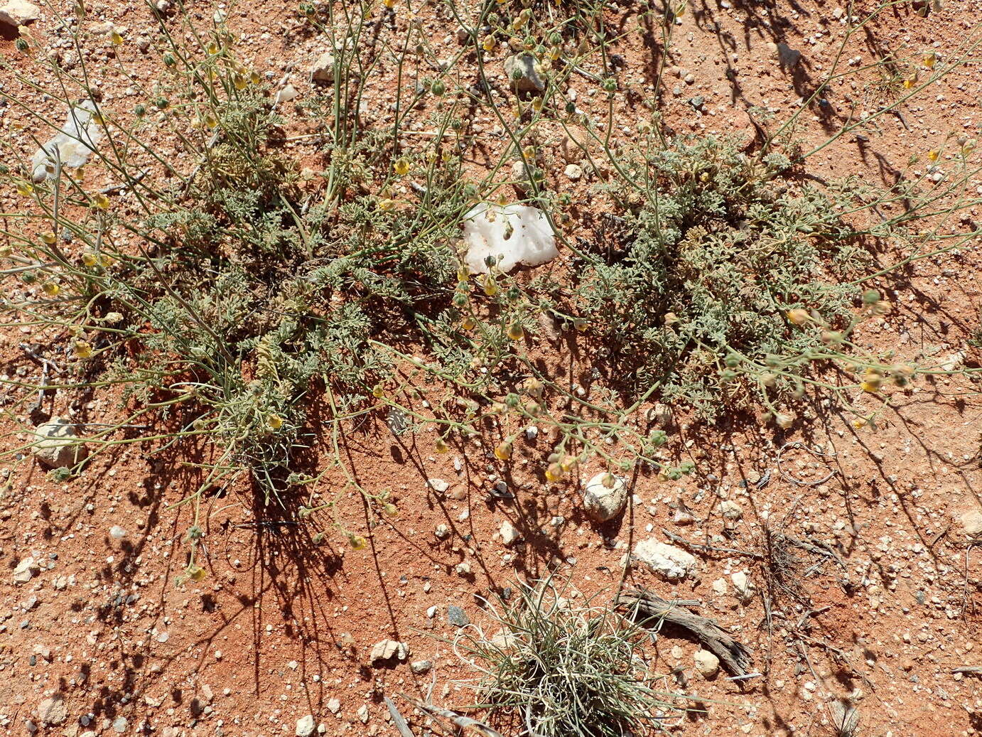 Image of Hermannia paucifolia Turcz.