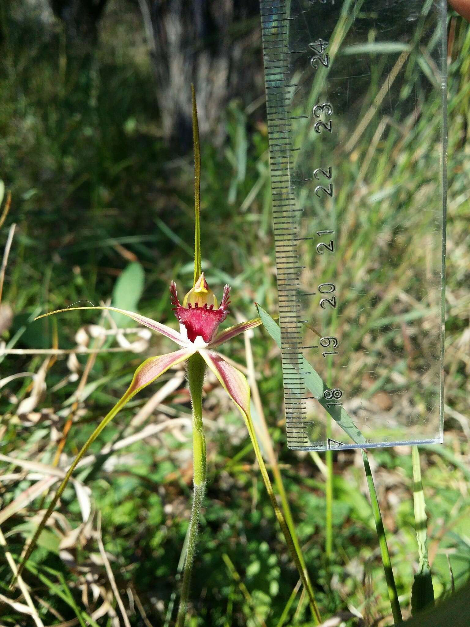 Image of Carousel spider orchid