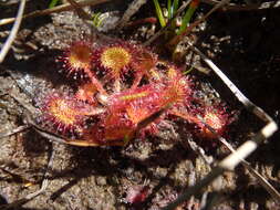 Imagem de Drosera rotundifolia L.