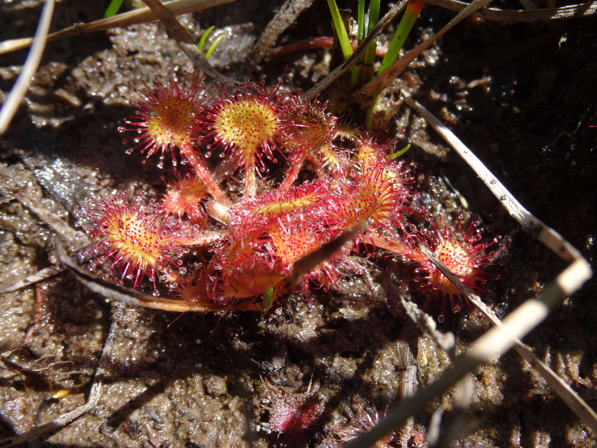 Imagem de Drosera rotundifolia L.