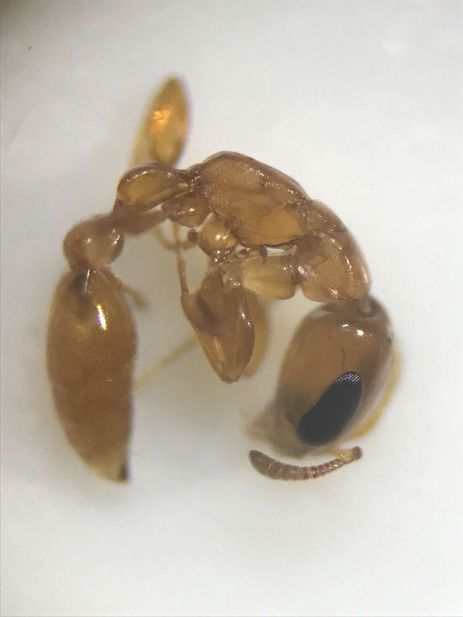 صورة Pseudomyrmex seminole Ward 1985