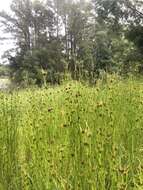 Image of Small-Head Beak Sedge