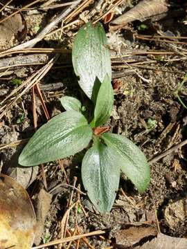 Imagem de Spiranthes tuberosa Raf.