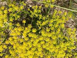 Image of low pinebarren milkwort