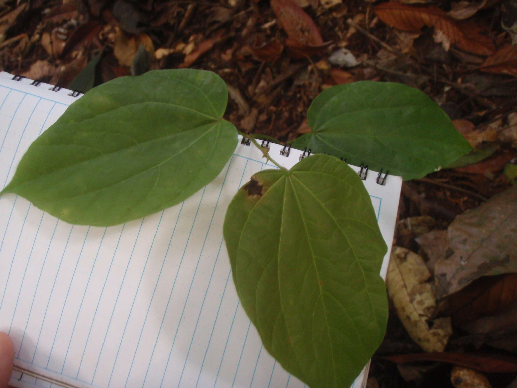 Image of Gigasiphon macrosiphon (Harms) Brenan