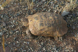 Image of Testudo graeca marokkensis Pieh & Perälä 2004