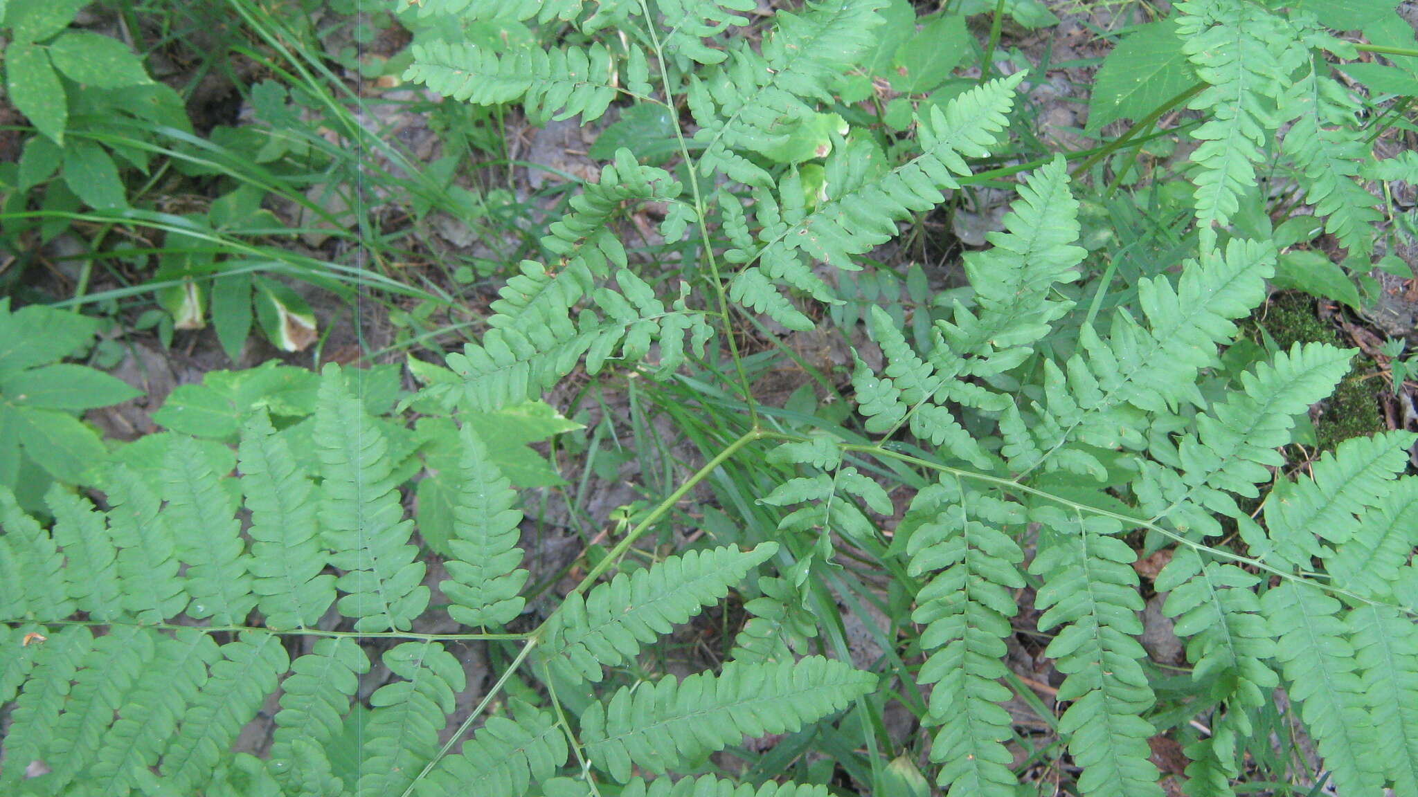 Image of Pteridium latiusculum subsp. pinetorum (C. N. Page & R. R. Mill) Fraser-Jenkins