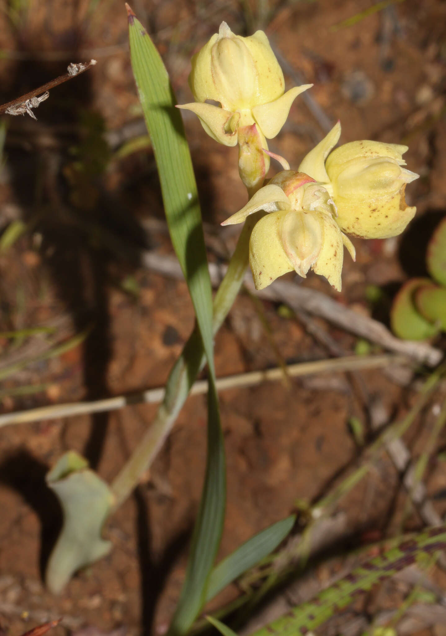 Image of Pterygodium catholicum (L.) Sw.