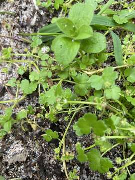 Image of Hydrocotyle scutellifera Benth.