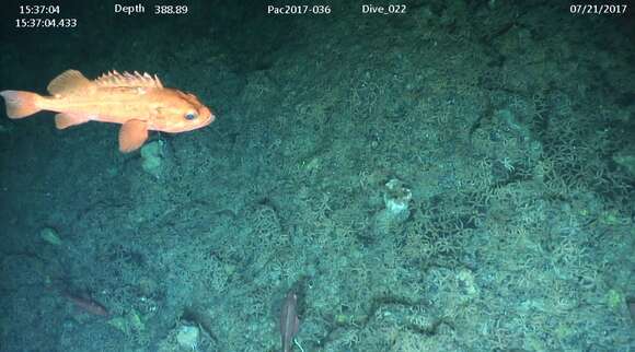 Image of Rougheye rockfish