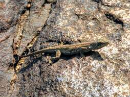 Image of Brazilian Steppe Iguana