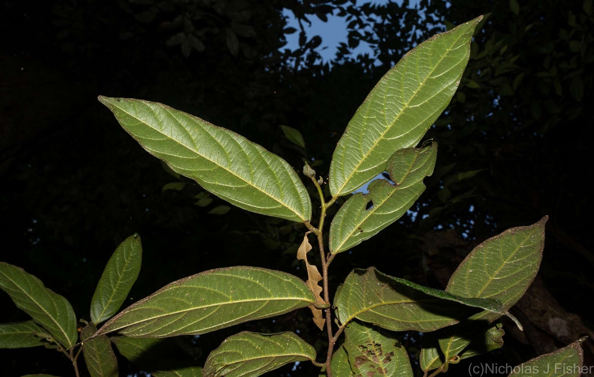 Image of Alangium villosum (Blume) Wangerin