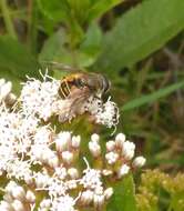 Image of Eristalis bogotensis Macquart 1842