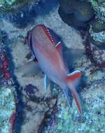 Image of Big-eyed Squirrelfish