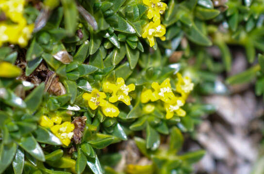 Image de Valeriana aretioides Kunth