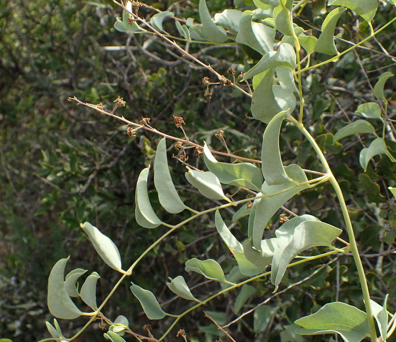 Dioscorea hemicrypta Burkill resmi