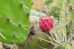 Image of Opuntia quitensis F. A. C. Weber