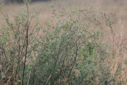 Image of Cluster-leaf asparagus