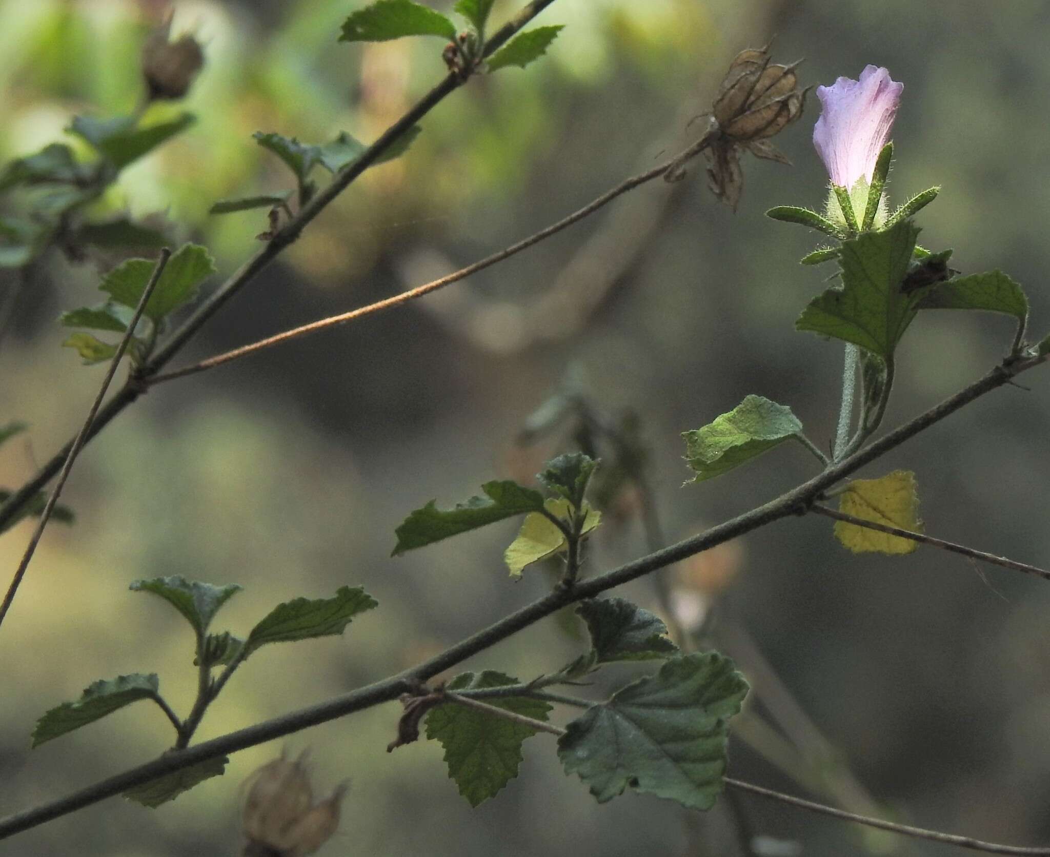 Image of Forest pink hibiscus