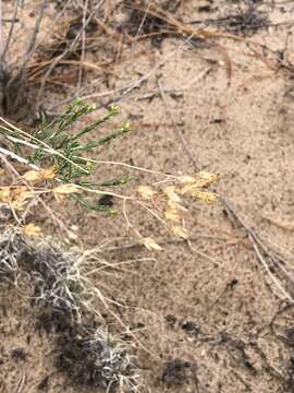 Image of southwestern rabbitbrush