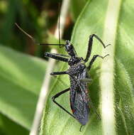 Plancia ëd Rhynocoris tristis (Stål 1855)