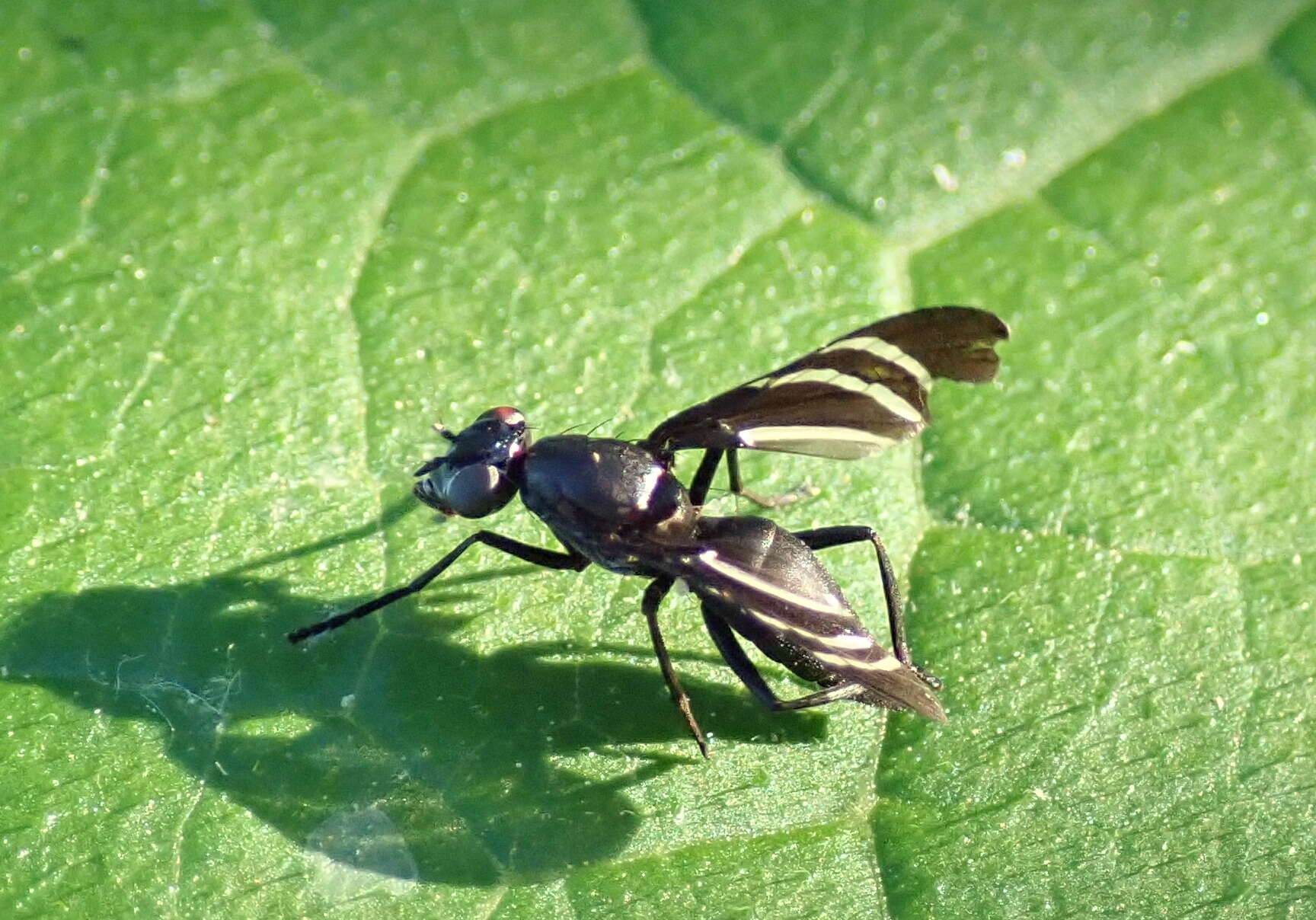 Image of Black Onion Fly