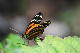 Image of Heliconius ismenius telchinia Doubleday (1847)