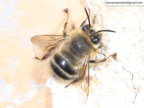 Imagem de Anthophora melanognatha Cockerell 1911