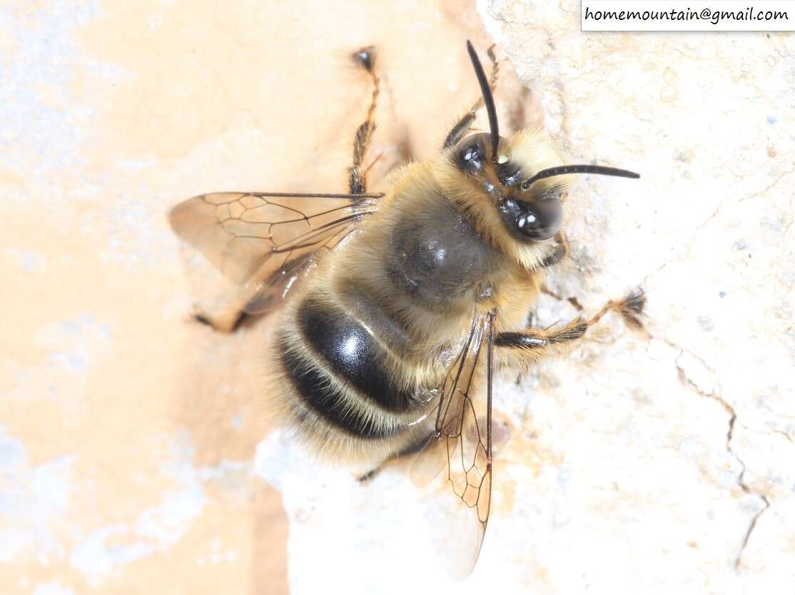 Image of Anthophora melanognatha Cockerell 1911