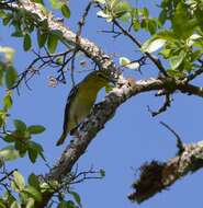 Sivun keltarintavireo kuva