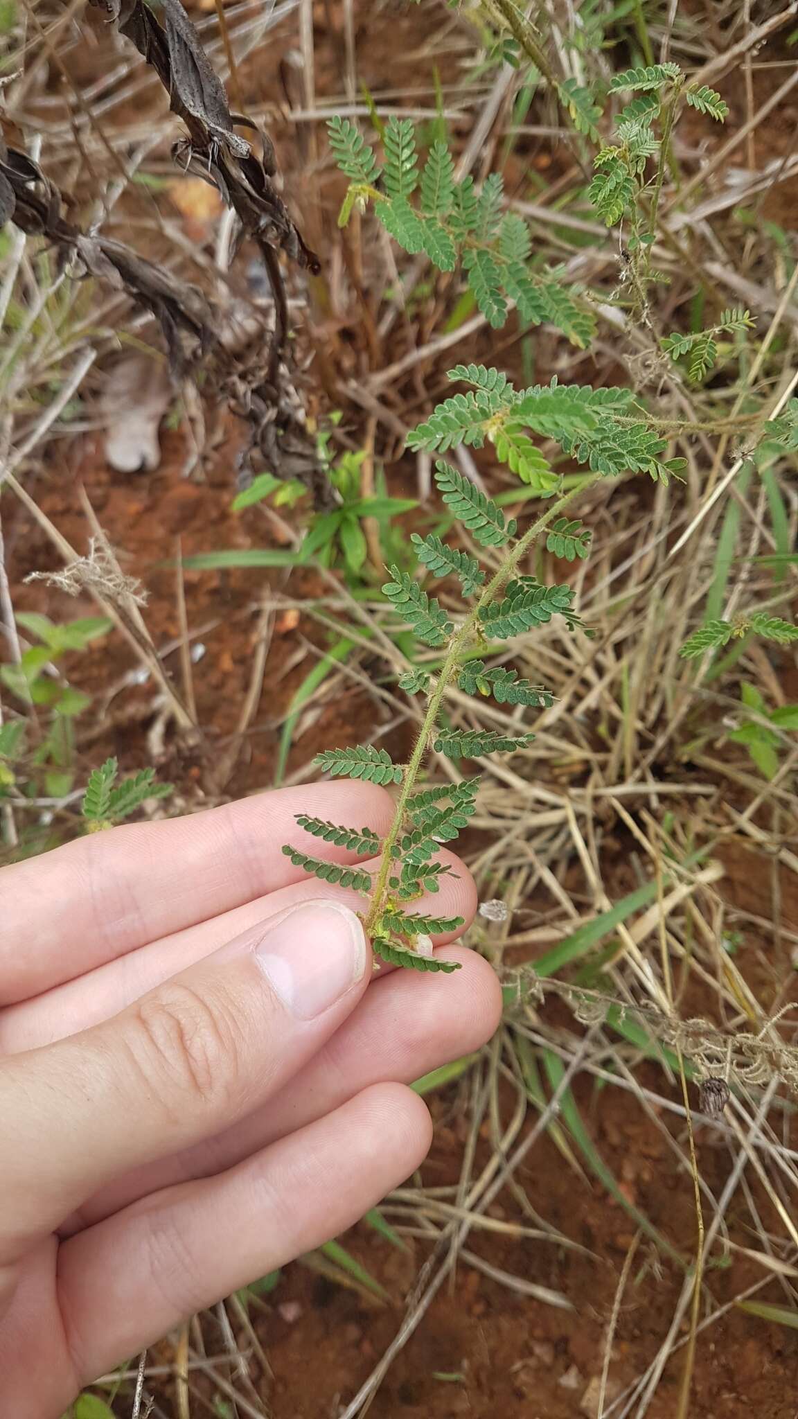 Aeschynomene histrix Poir. resmi