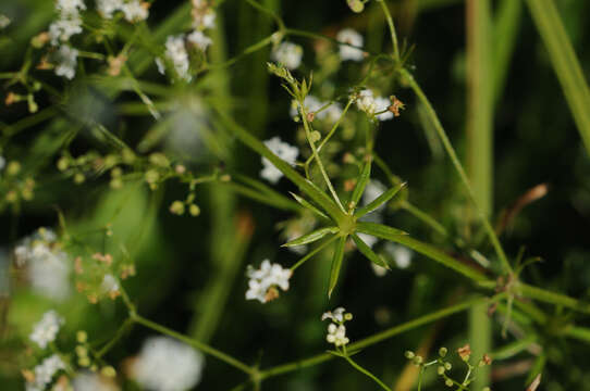 Image of Fen Bedstraw